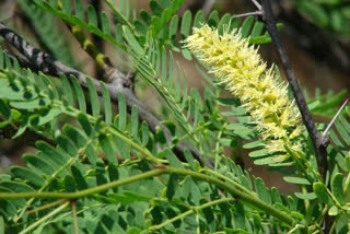 seemai-karuvelam-trees