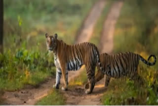 A total of 108 people died in the country due to tiger attacks between 2019 and 2021, the government said on Monday. Replying to a question on the issue