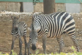 Zebra baby born to Kaveri- Bharat couple