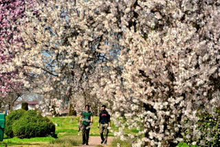 Spring blooms Kashmir tourism, nearly 1.80 lakh footfall in March