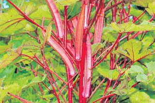 Kashilalima red coriander