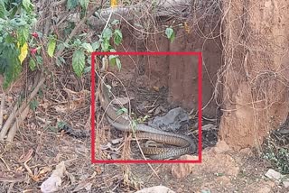 Snakes Fight in Ranchi