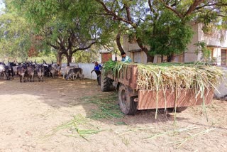 Lack of fodder in Kutch: કચ્છમાં માલધારીઓ શા માટે હિજરત કરવા મજબૂર બન્યા, જૂઓ