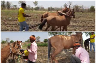 Maharashtra farmer switches to horse-driven ploughing