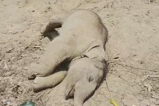 Elephant Death in Bankura