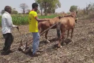 Farmer use horses for farming  horses for farming  innovative farming ideas  കൃഷിക്ക് കുതിരകൾ  നൂതനമായ കൃഷി ആശയങ്ങൾ