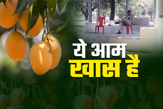 vvip mango tree in madhya pradesh