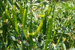 Sweetness in the lives of farmers with Jabalpur hot chili