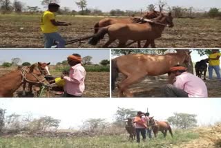 HORSES FOR FARM WORKS: ખેડૂતને બળદ ન મળ્યો તો કર્યો આવો વિચિત્ર જુગાડ