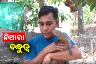 Rare friendship: ନେଉଳ-ମଣିଷର ଅତୁଟ ବନ୍ଧୁତ୍ବ