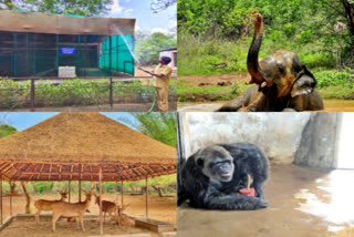 Arignar Anna Zoological Park popularly known as Vandalur zoo in the Vandalur area has begun implementing a summer management plan to help animals stay cool in the summer heat.