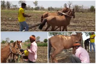 farmers using horses for ploughing agriculture field