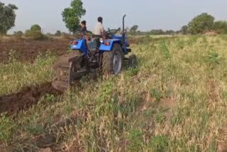 Farmer Plowed On Onion