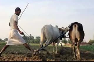 kisan income in madhya pradesh