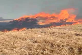 Wheat crop caught fire in Neemuch