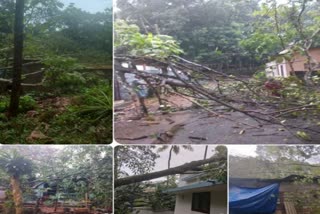 കനത്ത മഴയിൽ കോട്ടയം ജില്ലയിൽ കനത്ത നാശം*  heavy rainfall in kottayam  കോട്ടയം ജില്ലയിൽ നാശനഷ്‌ടം വിതച്ച് കനത്ത മഴ  കോട്ടയത്ത് കനത്ത മഴ  നാശനഷ്‌ടം വിതച്ച് മഴ  rainfall in kottayam