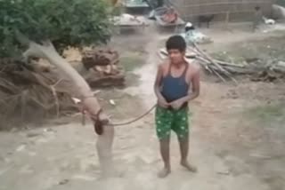 parents tied son to tree