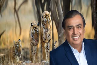 bhopal van vihar may not give tiger and leopard to ambani zoo