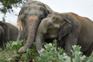 Five killed by elephants in two days in MP