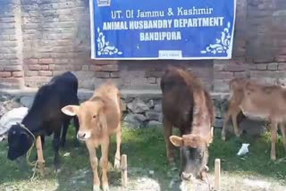 Calf Show in Bandipora: بانڈی پورہ میں ’کاف شو‘ کا انعقاد