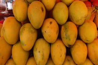 king of fruits mango