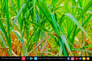 up cane seed act,  Lakhimpur Kheer latest news  etv bharat up news  गन्ना किसानों के लिए बड़ी खुशखबरी  UP में लागू हुआ केन सीड एक्ट  मनमाने दामों पर नहीं बिकेगा बीज  Big news for sugarcane farmers  Cane Seed Act implemented in UP  गन्ना व चीनी आयुक्त संजय आर भूसरेड्डी  यूपी में केन सीड एक्ट लागू