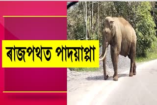 Kerala Road Transport Corporation bus had a close encounter with a rogue wild tusker