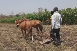 farming with horses