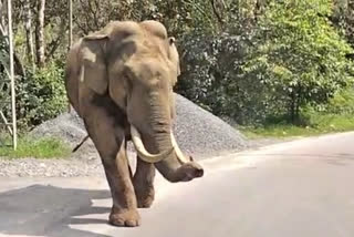 A Munnar-Udumalpet Kerala Road Transport Corporation bus had a close encounter with a rogue wild tusker near the Munnar DySP office on Wednesday.