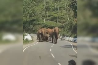 குன்னூர் பகுதியில் முகாமிடும் காட்டு யானைகள் - ஆபத்தை உணராமல் செல்பி எடுக்கும் இளைஞர்!