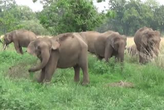 Elephants terror in shahdol