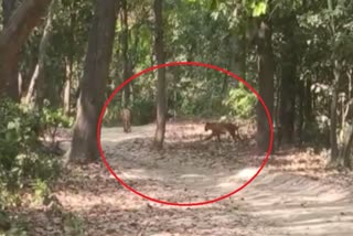 video-of-tigress-with-four-children-in-garjia-zone-goes-viral-on-social-media