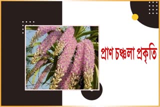 খৰিকাজাঁইৰ সুবাসে আনিছে বিহুৰ বতৰা