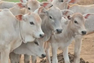 MP govt to bring ordinance to tackle stray cattle issue