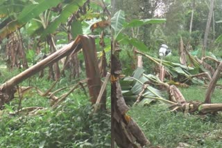 banana crop damage in thiruvananthapuram  rain in thiruvananthapuram  crop damage in rain  വേനൽമഴയിൽ വാഴകൃഷി നാശം  തിരുവനന്തപുരം മഴ കൃഷി നാശം