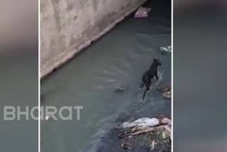 Video of Dog rescue operation