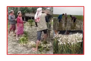 Flood in Assam