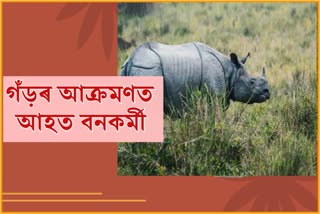 Forest guard injured in rhino attack in Kaziranga National Park