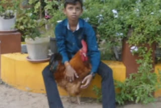 A rooster is a football partner and co-rider for 11-year-old Midhun