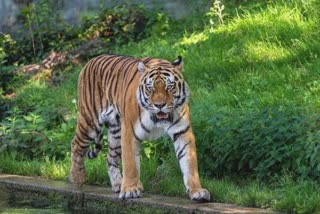 જામનગરમાં બની રહ્યુ છે દુનિયાનું સૌથી મોટુ પ્રાણી સંગ્રહાલય, જોવા મળશે દુનિયાભરના ખતરનાક પ્રાણીઓ