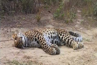 leopard Dead body found in Silli village