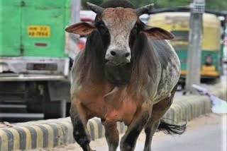 Terror of stray cattle: જામનગર શહેરમાં રખડતા ઢોરની અડફેટે વૃદ્ધનું નિપજ્યું મોત