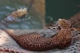Leopard Fell In Well