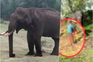 elephant attack video
