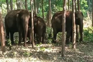 Couple injured in elephant attack on Nelliyampathi  നവ ദമ്പതികള്‍ക്ക് കാട്ടാനയുടെ ആക്രമണം  നെല്ലിയാമ്പതി  പാലക്കാട്:  പോത്തുണ്ടി ചെക്ക് പോസ്റ്റ്  വിവാഹം