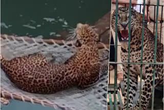 leopard fell into well