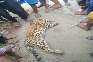 Leopard body recovered