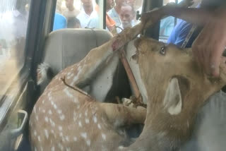 deer injured