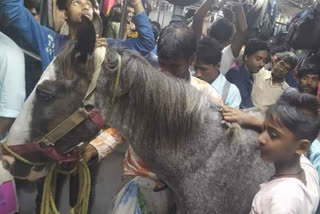 man-travels-with-a-horse-in-local-train