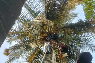 man stuck on coconut tree in pune